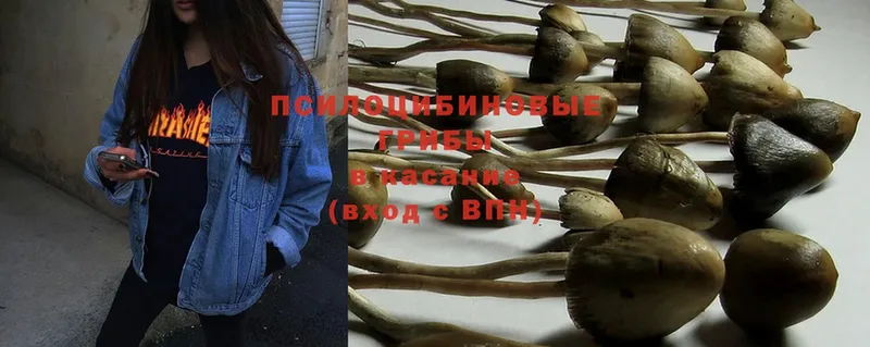 МЕГА ТОР  Верхний Тагил  Галлюциногенные грибы Psilocybe 